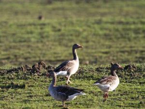 Birdwatching oche selvatiche