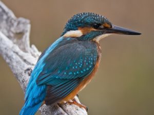 Birdwatching in Maremma