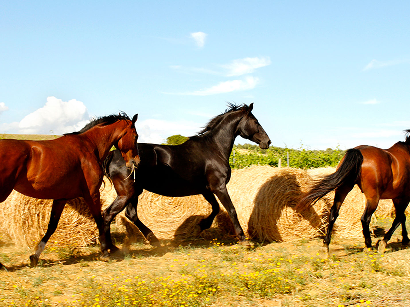 natura-e-paesaggi-Agriturismi-Maremma-Toscana-Il-Gaggiolo