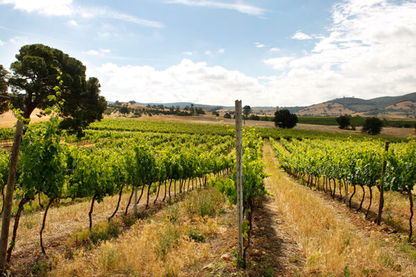 Dintorni Agriturismo il Gaggio Maremma Toscana