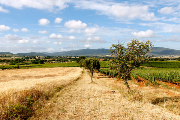 Dintorni Agriturismo il Gaggio Maremma Toscana2