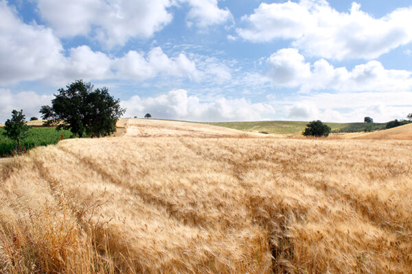 Dintorni Agriturismo il Gaggio Maremma Toscana3